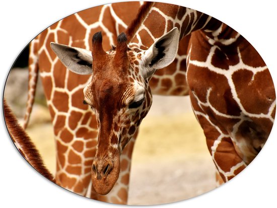 WallClassics - Dibond Ovaal - Buigende Giraffe - 96x72 cm Foto op Ovaal (Met Ophangsysteem)