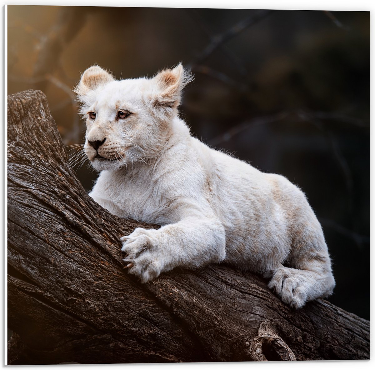 PVC Schuimplaat- Zuid-Afrikaanse Witte Tijger op Dikke Boomstam in Zonnestralen - 50x50 cm