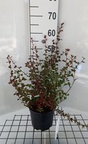 Ceratostigma griffithii - Loodkruid 25 - 30 cm in pot