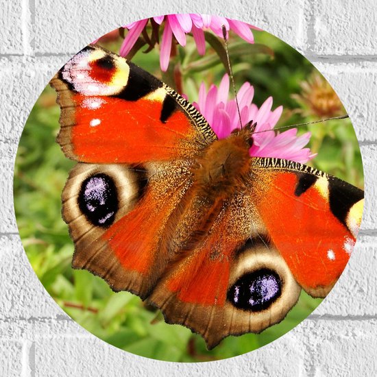 WallClassics - Muursticker Cirkel - Dagpauwoog Vlinder met Prachtige Vleugels - 30x30 cm Foto op Muursticker