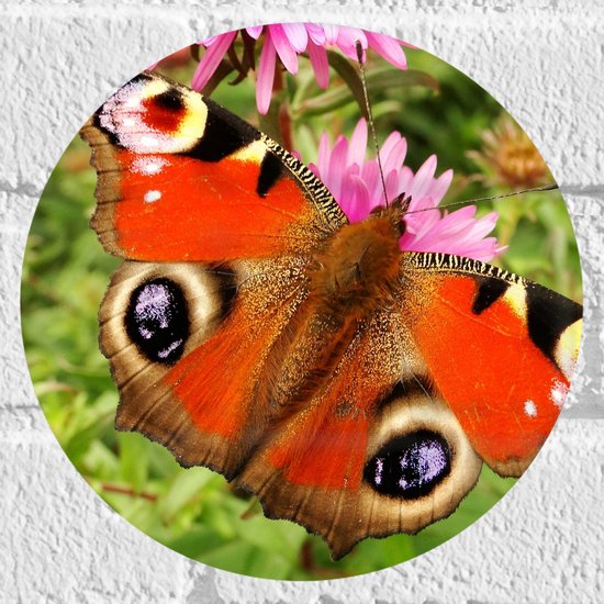 WallClassics - Muursticker Cirkel - Dagpauwoog Vlinder met Prachtige Vleugels - 20x20 cm Foto op Muursticker