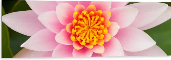 Dibond - Bovenaanzicht van Roze Lotus Bloem - 120x40 cm Foto op Aluminium (Met Ophangsysteem)