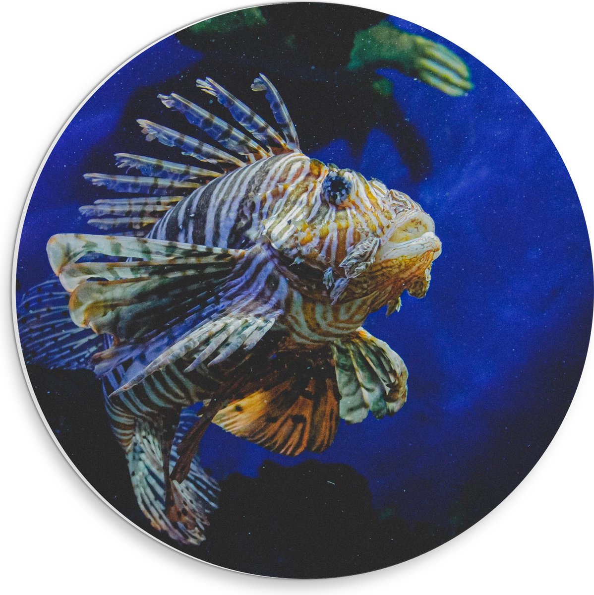 PVC Schuimplaat Muurcirkel - Koraalduivel Vis tussen het Koraal in Blauwgekleurd Aquarium - 30x30 cm Foto op Muurcirkel (met ophangsysteem)
