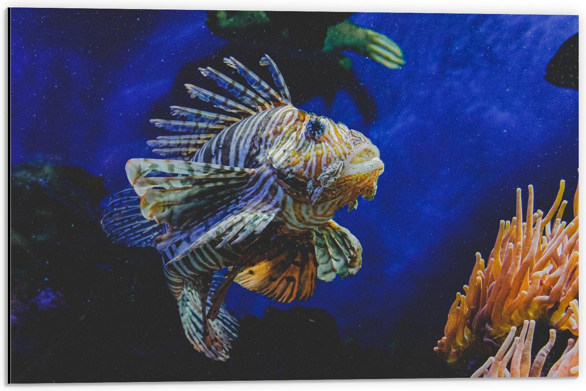 Dibond - Koraalduivel Vis tussen het Koraal in Blauwgekleurd Aquarium - 60x40 cm Foto op Aluminium (Met Ophangsysteem)