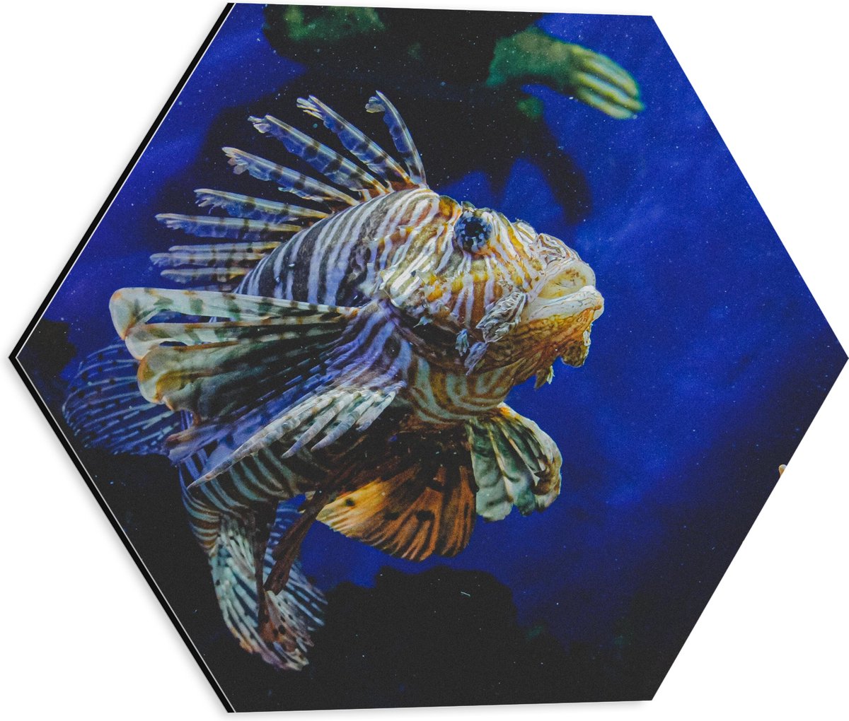 Dibond Hexagon - Koraalduivel Vis tussen het Koraal in Blauwgekleurd Aquarium - 40x34.8 cm Foto op Hexagon (Met Ophangsysteem)