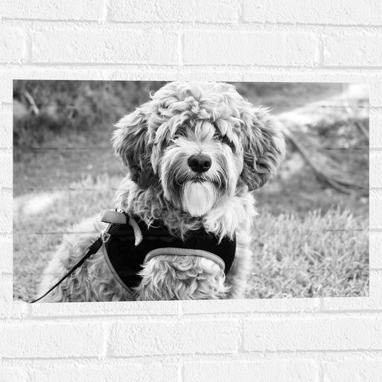 WallClassics - Muursticker - Labradoodle en laisse (Zwart et blanc) - 60x40 cm Photo sur Muursticker