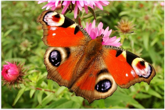 WallClassics - Poster (Matte) - Papillon Paon avec de Belles Ailes - 60x40 cm Photo sur Papier Poster avec un aspect Mat