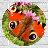 WallClassics - Muursticker Cirkel - Dagpauwoog Vlinder met Prachtige Vleugels - 40x40 cm Foto op Muursticker