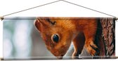 WallClassics - Textielposter - Eekhoorn hangend aan Felkleurige Eekhoorn - 120x40 cm Foto op Textiel
