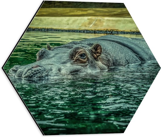 WallClassics - Dibond Hexagon - Zwemmend Nijlpaard - 40x34.8 cm Foto op Hexagon (Met Ophangsysteem)