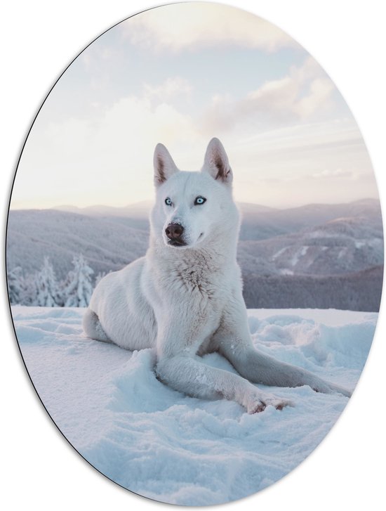 WallClassics - Dibond Ovaal - Witte Husky Liggend in de Sneeuw op een Berg - 81x108 cm Foto op Ovaal (Met Ophangsysteem)