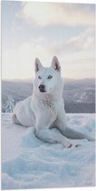 WallClassics - Vlag - Witte Husky Liggend in de Sneeuw op een Berg - 50x100 cm Foto op Polyester Vlag