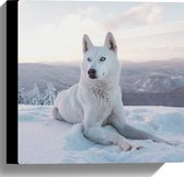 WallClassics - Canvas - Witte Husky Liggend in de Sneeuw op een Berg - 30x30 cm Foto op Canvas Schilderij (Wanddecoratie op Canvas)