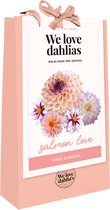 Sachet we love dahlias saumon - 4pcs - Bulbes de fleurs - JUB Holland