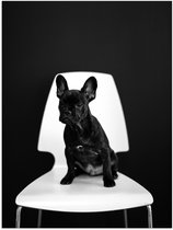 WallClassics - Poster Glanzend – Zwarte zittende Hond op Witte Stoel - 30x40 cm Foto op Posterpapier met Glanzende Afwerking