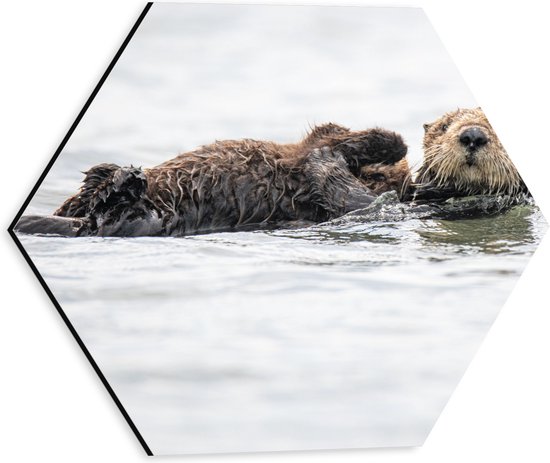 WallClassics - Dibond Hexagon - Zwemmende Otters in het Water - 30x26.1 cm Foto op Hexagon (Met Ophangsysteem)