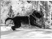 WallClassics - Dibond - Zwarte Hond Springend in de Sneeuw - 80x60 cm Foto op Aluminium (Met Ophangsysteem)