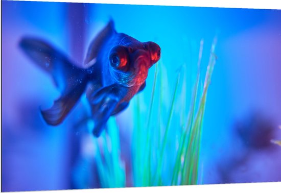 WallClassics - Dibond - Zwemmende Vis in het Water - 150x100 cm Foto op Aluminium (Wanddecoratie van metaal)