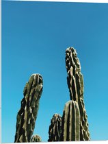 WallClassics - Acrylglas - Toppen van Cactussen tegen Blauwe Lucht - 60x80 cm Foto op Acrylglas (Wanddecoratie op Acrylaat)