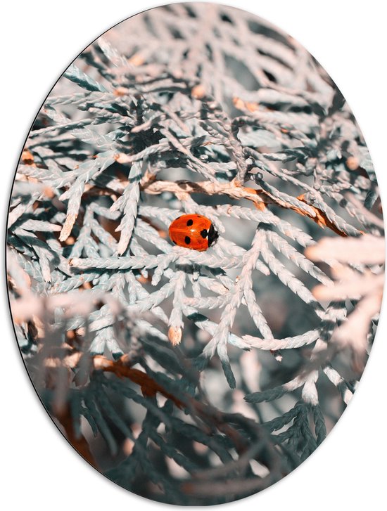 WallClassics - Dibond Ovaal - Close-up van Lieveheersbeestje op Witte Takken van Bomen - 72x96 cm Foto op Ovaal (Met Ophangsysteem)