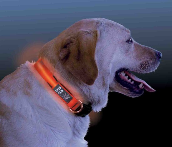 LED Verlichte Hondenhalsband - Blauw - Maat L - Veilig voor je hond in het donker