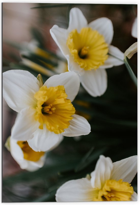 WallClassics - Dibond - Multiflora Narcis Bloem in het Wit/Geel - 70x105 cm Foto op Aluminium (Met Ophangsysteem)