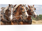 WallClassics - PVC Schuimplaat- Drietal Belgische Karpaarden - 100x50 cm Foto op PVC Schuimplaat