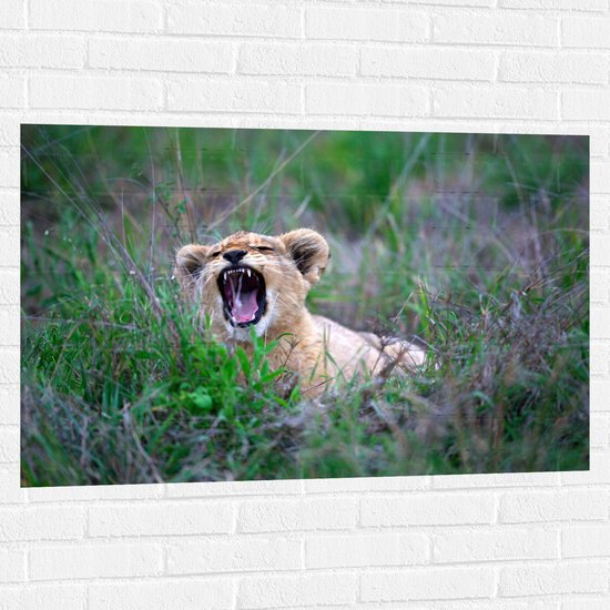 WallClassics - Muursticker - Brullend Leeuwen Welpje - 105x70 cm Foto op Muursticker