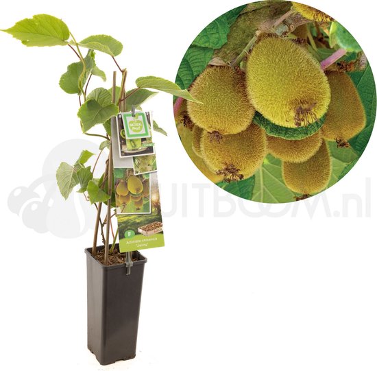 Foto: Kiwiplant kiwi actinidia chinensis jenny fruitstruik zelfbestuivend kleinfruit ca 60 cm hoog