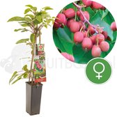 Rode minikiwi - kiwiplant - Actinidia arguta 'Ken's Red' - zeer winterhard - kleinfruit - fruitstruik - hoogte 60 cm - potmaat Ø11cm