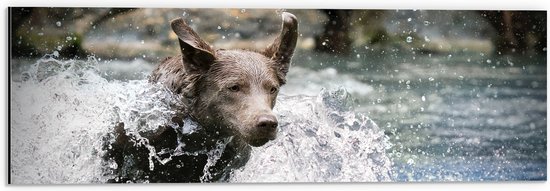 WallClassics - Dibond - Bruine Hond Rennend door het Water - 60x20 cm Foto op Aluminium (Met Ophangsysteem)