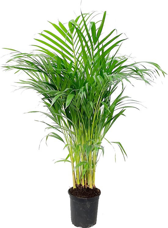 YouFlowers - Areca Palm - Hoogte: 110cm - Ø19-21 cm - Kamerplant - Palm - Kentia Palm - Dypsis Lutescens - Luchtzuiverend - Weinig onderhoud