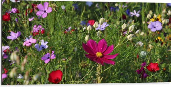 Dibond - Bloemenveld met Kleurrijke Bloemen - 100x50 cm Foto op Aluminium (Wanddecoratie van metaal)