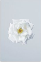 WallClassics - Poster Glossy - Bloem Witte sur Fond Clair - 40x60 cm Photo sur Papier Poster avec Finition Brillante