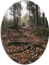 PVC Schuimplaat Ovaal - Boomwortels in een Bos tijdens de Herfst - 42x56 cm Foto op Ovaal (Met Ophangsysteem)