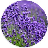 PVC Schuimplaat Muurcirkel - Lavendel Planten op een Grasveld - 100x100 cm Foto op Muurcirkel (met ophangsysteem)