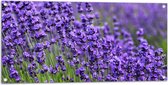 Tuinposter – Lavendel Planten op een Grasveld - 100x50 cm Foto op Tuinposter (wanddecoratie voor buiten en binnen)