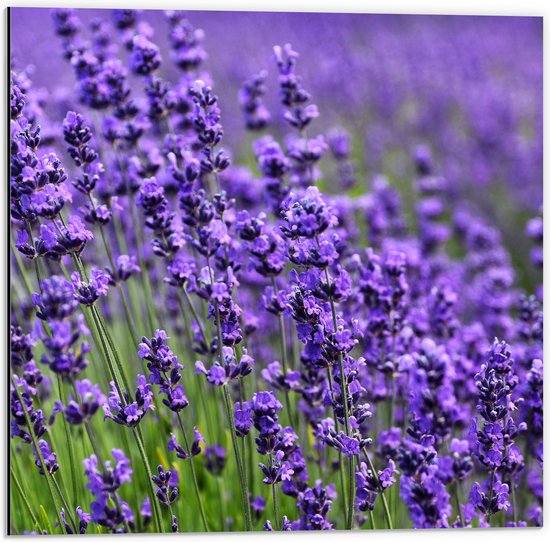 Dibond - Lavendel Planten op een Grasveld - 50x50 cm Foto op Aluminium (Met Ophangsysteem)