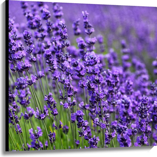 Canvas - Lavendel Planten op een Grasveld - 100x100 cm Foto op Canvas Schilderij (Wanddecoratie op Canvas)