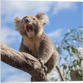 Vlag - Gapende Koala op een Tak - 50x50 cm Foto op Polyester Vlag