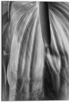 Dibond - Spathiphyllum Cochlearspathum Bloem - Zwart/Wit - 50x75 cm Foto op Aluminium (Met Ophangsysteem)