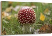 Hout - Rode Paddenstoel in het Gras - 120x80 cm - 9 mm dik - Foto op Hout (Met Ophangsysteem)