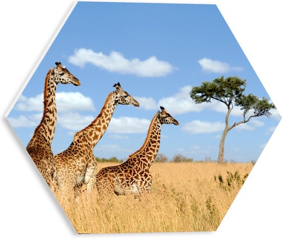 PVC Schuimplaat Hexagon - Giraffen in het Hoge Gras - 30x26.1 cm Foto op Hexagon (Met Ophangsysteem)