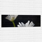 WallClassics - Muursticker - Duo met Focus op Witte Bloem - 120x40 cm Foto op Muursticker