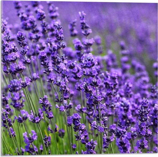 Acrylglas - Lavendel Planten op een Grasveld - 50x50 cm Foto op Acrylglas (Met Ophangsysteem)