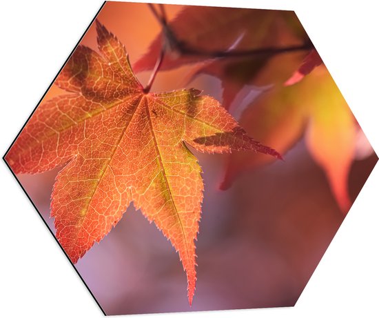 Dibond Hexagon - Oranje Herfstbladeren - 70x60.9 cm Foto op Hexagon (Met Ophangsysteem)