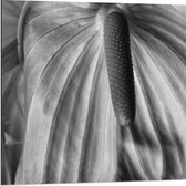 Dibond - Spathiphyllum Cochlearspathum Bloem - Zwart/Wit - 80x80 cm Foto op Aluminium (Met Ophangsysteem)