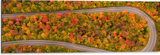 Dibond - Kronkel Weg door Herfstkleurig Bos - 90x30 cm Foto op Aluminium (Met Ophangsysteem)