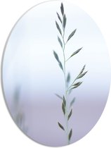 WallClassics - PVC Schuimplaat Ovaal - Dunne Groene Tak in Mist - 30x40 cm Foto op Ovaal (Met Ophangsysteem)