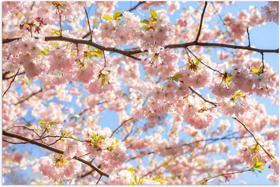 Poster Glanzend – Roze Sakura Boom van Dichtbij - 120x80 cm Foto op Posterpapier met Glanzende Afwerking
